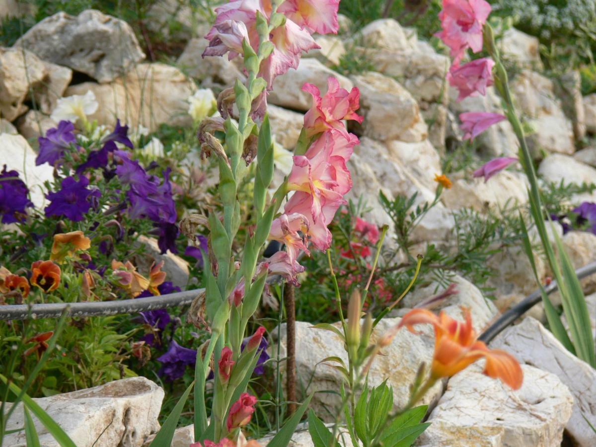 Angela Apartments Pool Gardens And Sea Views Agios Stefanos Avliotes  Bagian luar foto